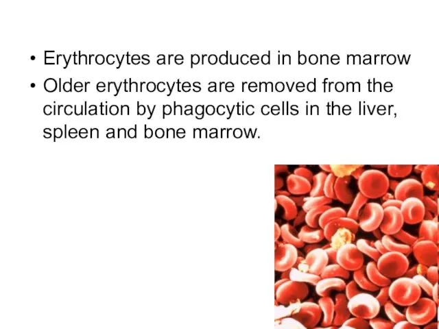 Erythrocytes are produced in bone marrow Older erythrocytes are removed