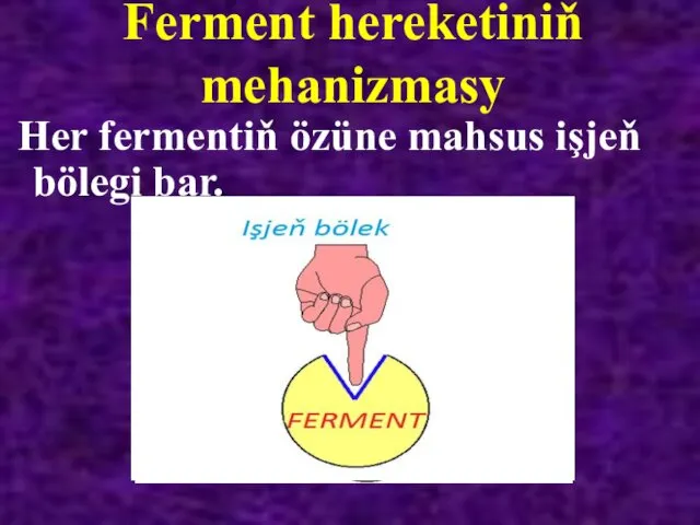 Ferment hereketiniň mehanizmasy Her fermentiň özüne mahsus işjeň bölegi bar.