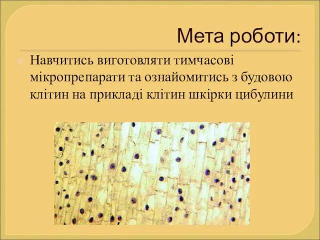 Мета роботи: Навчитись виготовляти тимчасові мікропрепарати та ознайомитись з будовою клітин на прикладі клітин шкірки цибулини