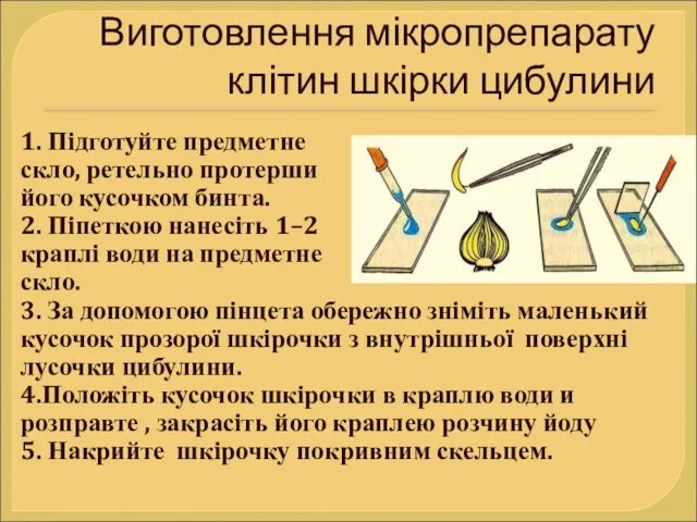 Виготовлення мікропрепарату клітин шкірки цибулини 1. Підготуйте предметне скло, ретельно