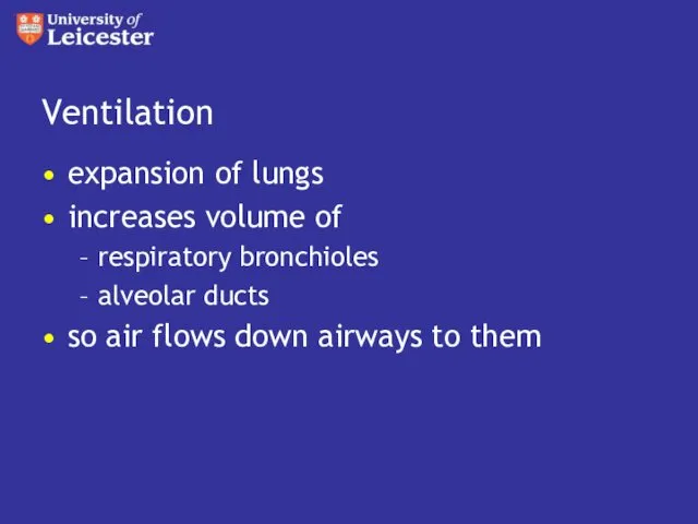 Ventilation expansion of lungs increases volume of respiratory bronchioles alveolar