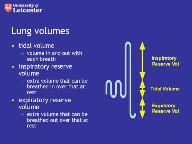 Lung volumes tidal volume volume in and out with each
