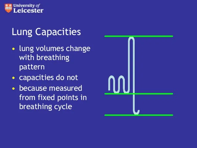Lung Capacities lung volumes change with breathing pattern capacities do