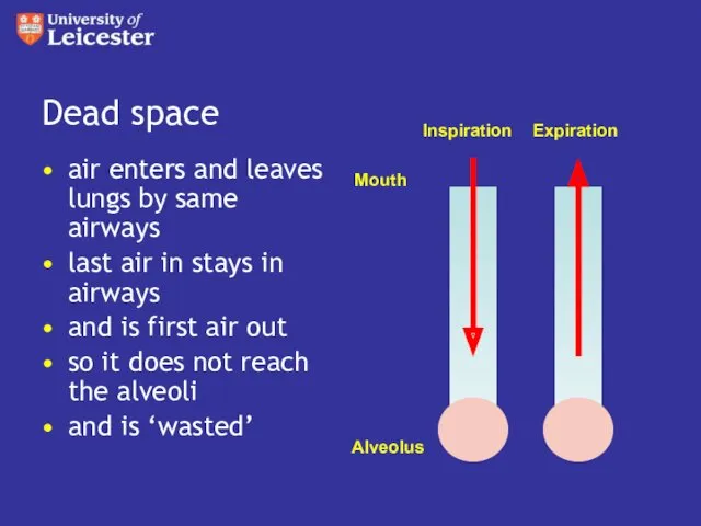 Dead space air enters and leaves lungs by same airways