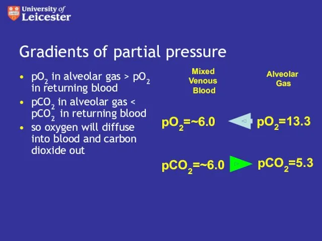 Gradients of partial pressure pO2 in alveolar gas > pO2
