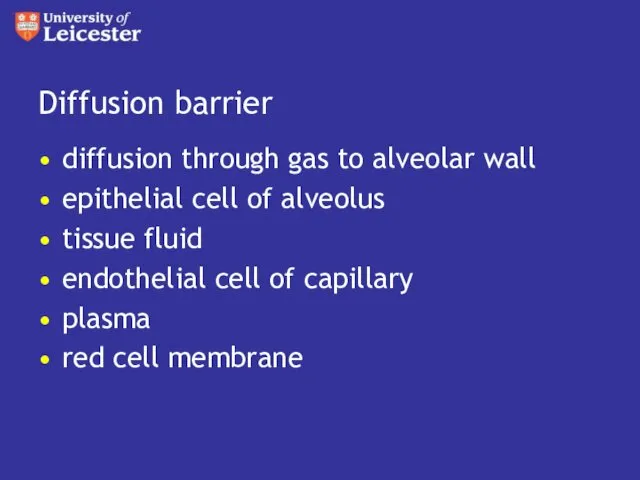 Diffusion barrier diffusion through gas to alveolar wall epithelial cell