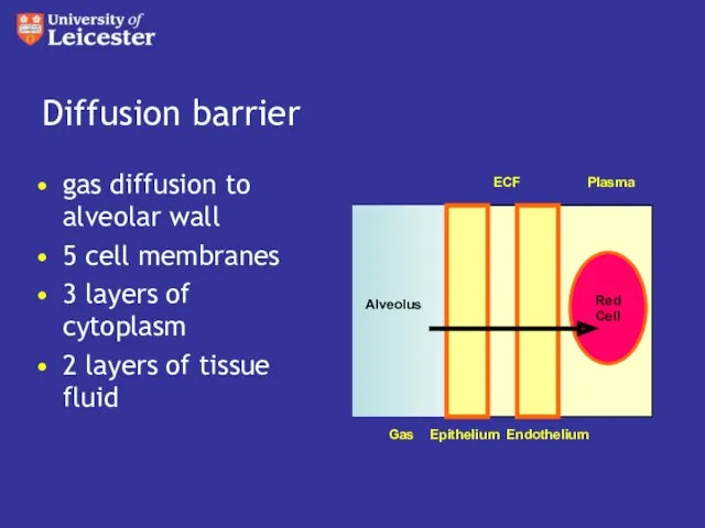 Diffusion barrier gas diffusion to alveolar wall 5 cell membranes
