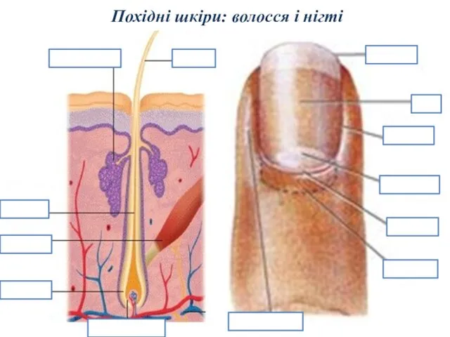 Похідні шкіри: волосся і нігті