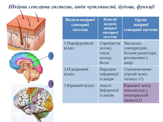 Шкірна сенсорна система, види чутливості, будова, функції 2 1