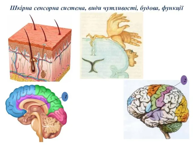 Шкірна сенсорна система, види чутливості, будова, функції 2 1