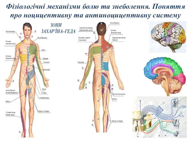 Фізіологічні механізми болю та знеболення. Поняття про ноцицептивну та антиноцицептивну систему