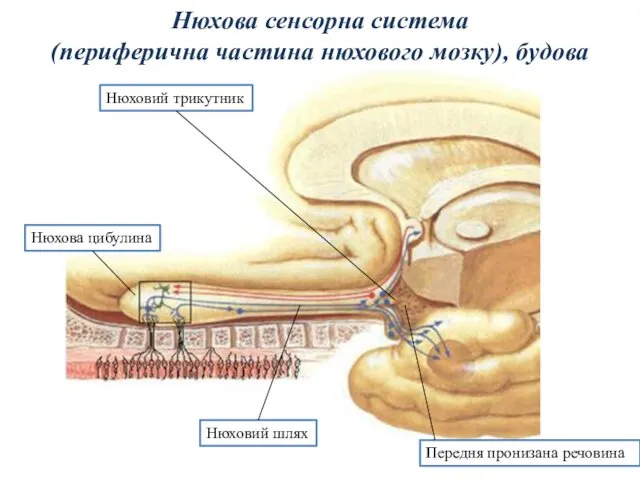 Нюхова сенсорна система (периферична частина нюхового мозку), будова Передня пронизана речовина Нюхова цибулина