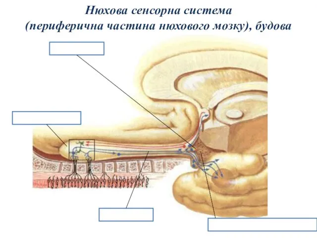 Нюхова сенсорна система (периферична частина нюхового мозку), будова