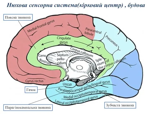 Нюхова сенсорна система(кірковий центр) , будова Поясна звивина Парагіпокампальна звивина Зубчаста звивина Гачок