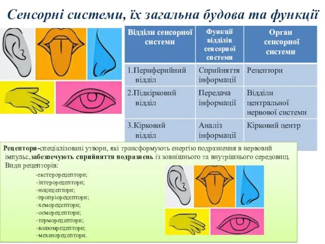 Сенсорні системи, їх загальна будова та функції Рецептори-спеціалізовані утвори, які трансформують енергію подразнення