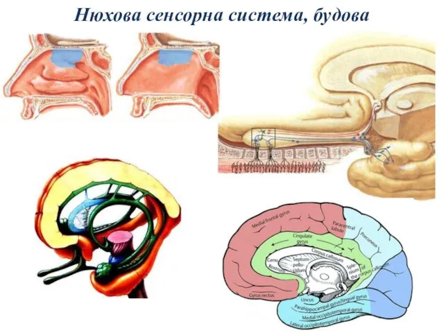 Нюхова сенсорна система, будова