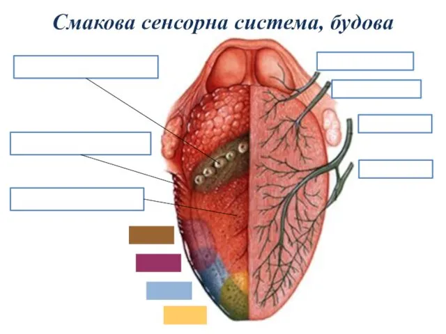 Смакова сенсорна система, будова