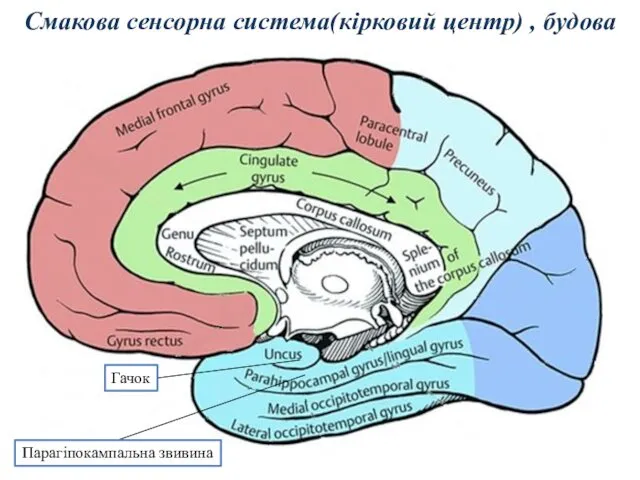 Смакова сенсорна система(кірковий центр) , будова Парагіпокампальна звивина Гачок