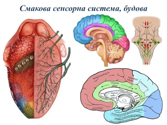 Смакова сенсорна система, будова