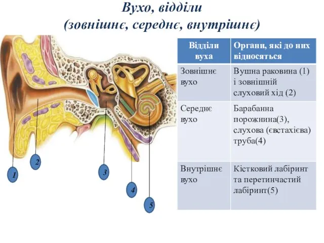 Вухо, відділи (зовнішнє, середнє, внутрішнє) 1 5 4 3 2