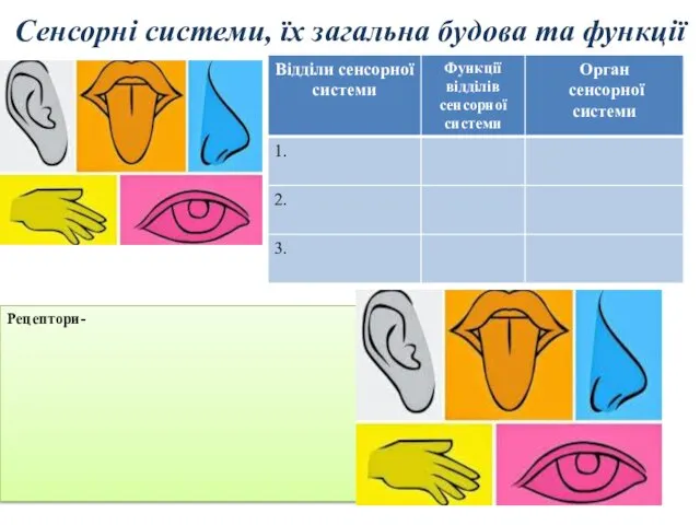 Сенсорні системи, їх загальна будова та функції Рецептори-