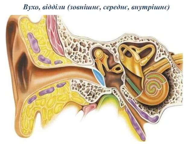 Вухо, відділи (зовнішнє, середнє, внутрішнє)
