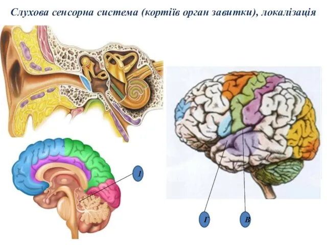 Слухова сенсорна система (кортіїв орган завитки), локалізація В Г 1