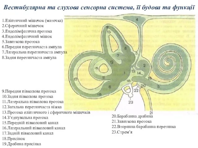 Вестибулярна та слухова сенсорна система, її будова та функції 1.Еліптичний мішечок (маточка) 2.Сферичний