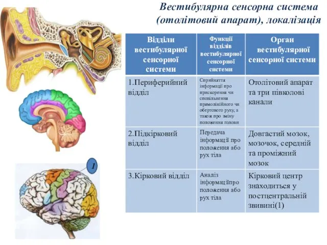 Вестибулярна сенсорна система (отолітовий апарат), локалізація 1