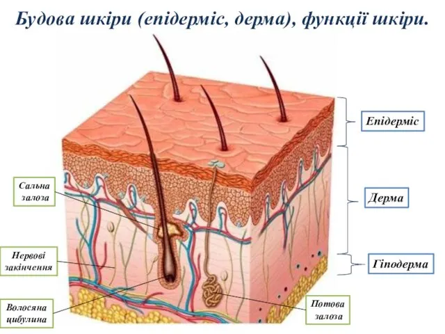 Будова шкіри (епідерміс, дерма), функції шкіри. Епідерміс Дерма Гіподерма Нервові закінчення Потова залоза