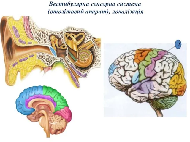 Вестибулярна сенсорна система (отолітовий апарат), локалізація 1