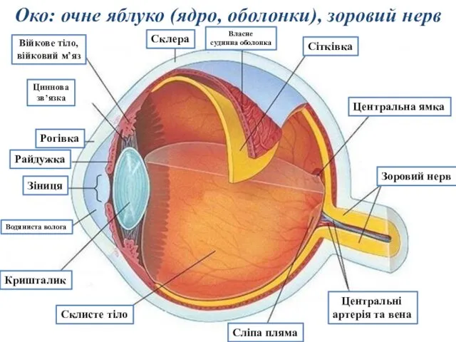 Око: очне яблуко (ядро, оболонки), зоровий нерв 9 Рогівка Склера Власне судинна оболонка