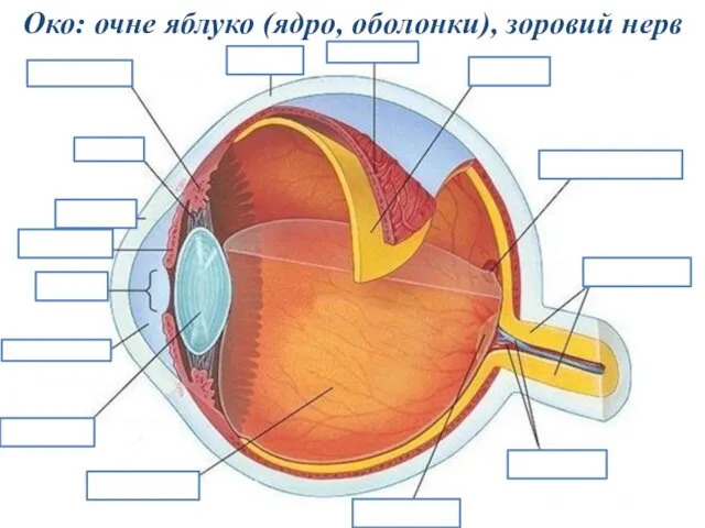 Око: очне яблуко (ядро, оболонки), зоровий нерв 9 Рогівка Склера