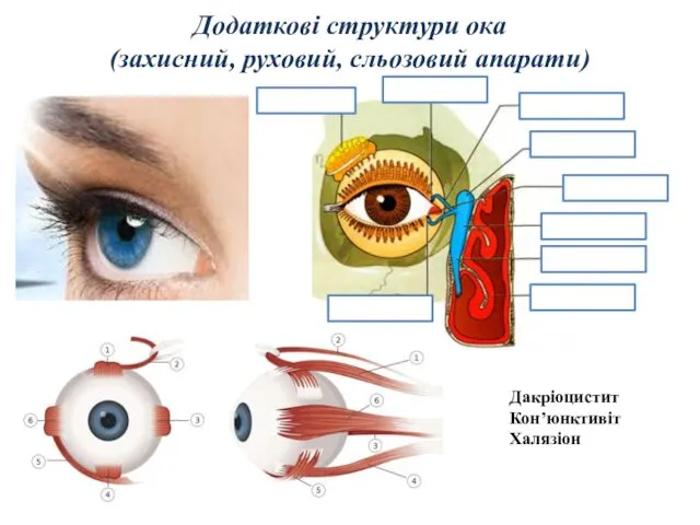 Додаткові структури ока (захисний, руховий, сльозовий апарати) Дакріоцистит Кон’юнктивіт Халязіон