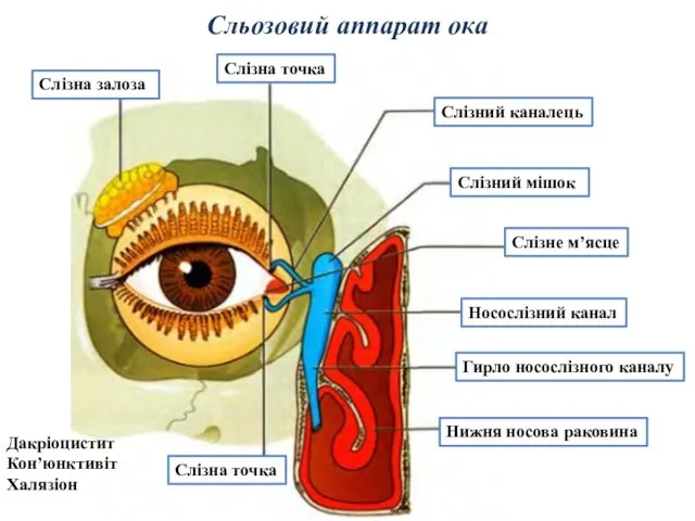 Сльозовий аппарат ока Слізна точка Слізна точка Слізний каналець Слізний мішок Носослізний канал