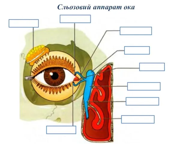 Сльозовий аппарат ока