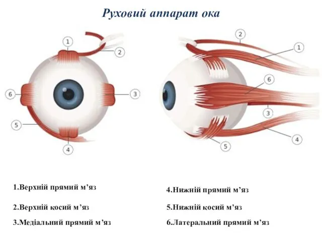 Руховий аппарат ока 1.Верхній прямий м’яз 2.Верхній косий м’яз 3.Медіальний прямий м’яз 4.Нижній
