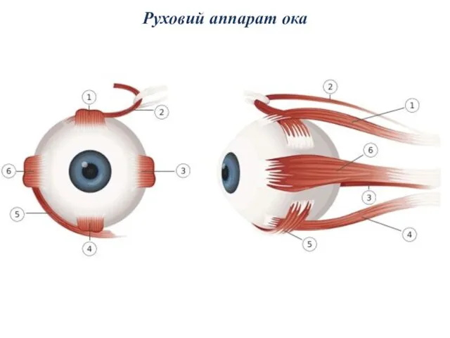 Руховий аппарат ока