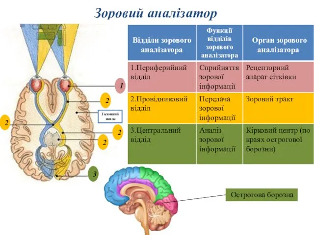 Зоровий аналізатор 7 3 2 1 1 3 2 2 2 2 Головний мозок Острогова борозна