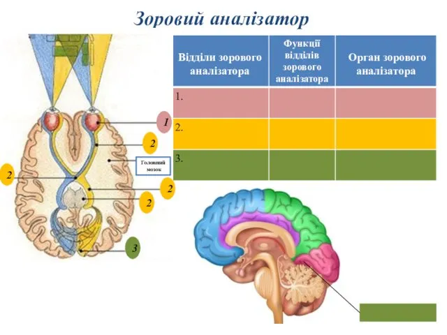 Зоровий аналізатор 3 2 1 1 3 2 2 2 2 Головний мозок