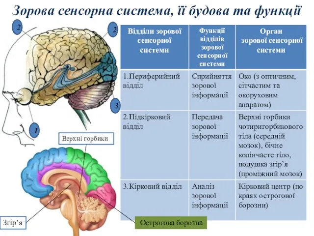 Зорова сенсорна система, її будова та функції 1 3 2 2 Острогова борозна Верхні горбики Згір’я