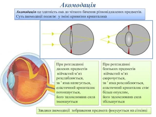 Акомодація Акомодація-це здатність ока до чіткого бачення різновіддалених предметів. Суть акомодації полягає у