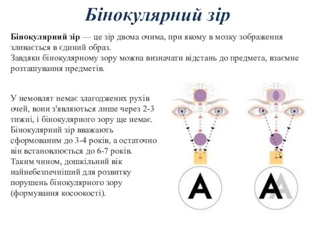 Бінокулярний зір Бінокулярний зір — це зір двома очима, при якому в мозку