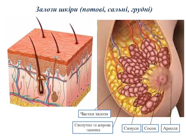 Залози шкіри (потові, сальні, грудні) Частки залози Сполучна та жирова тканина Сосок Синуси Ареола
