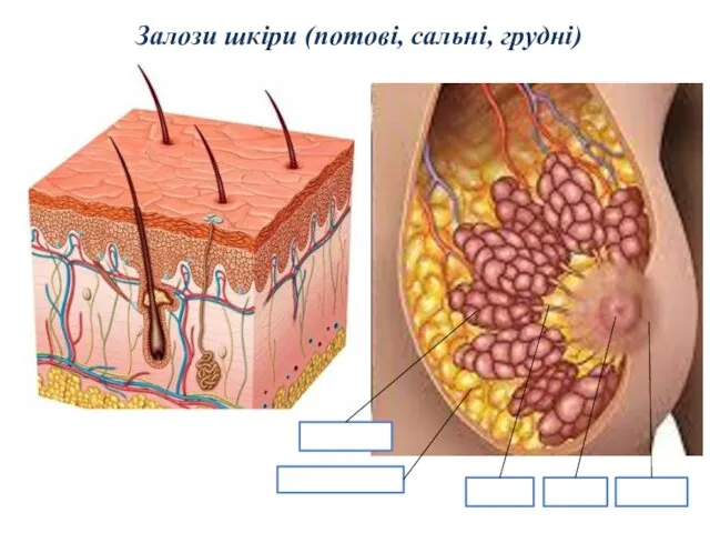 Залози шкіри (потові, сальні, грудні)