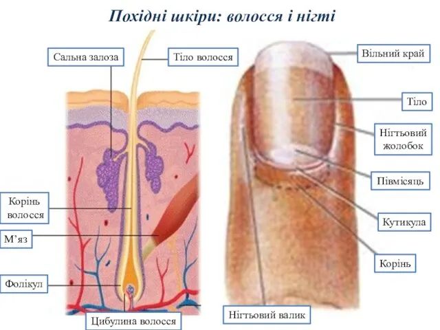 Похідні шкіри: волосся і нігті Вільний край Тіло Нігтьовий жолобок Півмісяць Кутикула Корінь