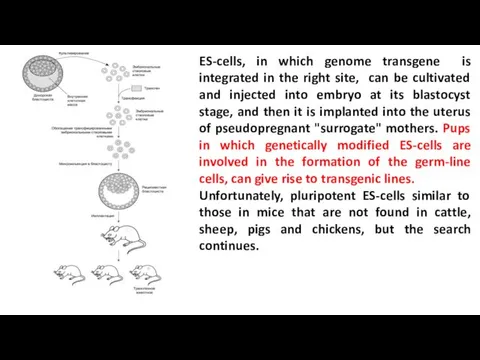 ES-cells, in which genome transgene is integrated in the right
