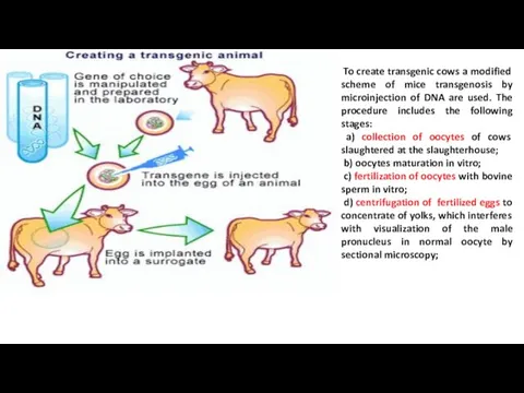 To create transgenic cows a modified scheme of mice transgenosis
