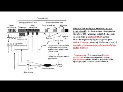 Institute of Cytology and Genetics of RAS (Novosibirsk) and the