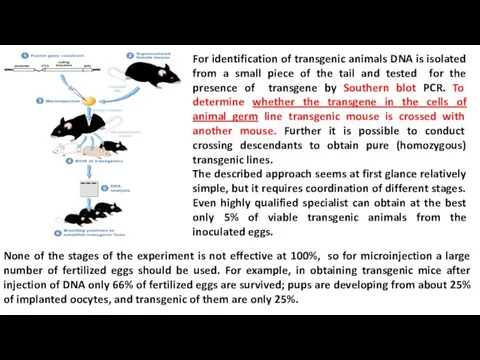 For identification of transgenic animals DNA is isolated from a